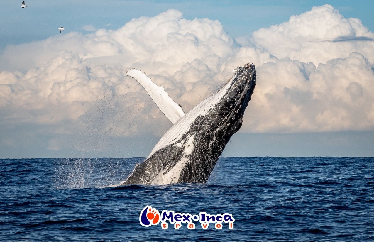 AVISTAMIENTO DE BALLENAS 2026